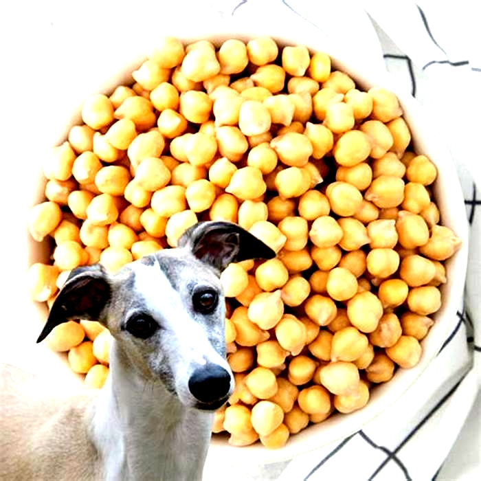 Are chickpeas good for dogs?