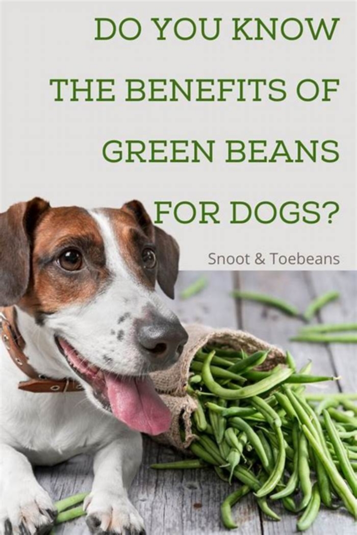 Are green beans good for dogs