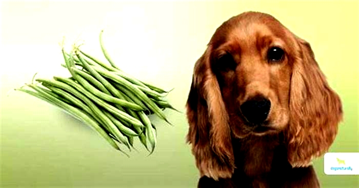 Are peas or green beans better for dogs