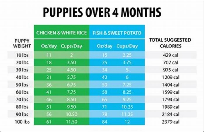 At what age do you give puppies water?