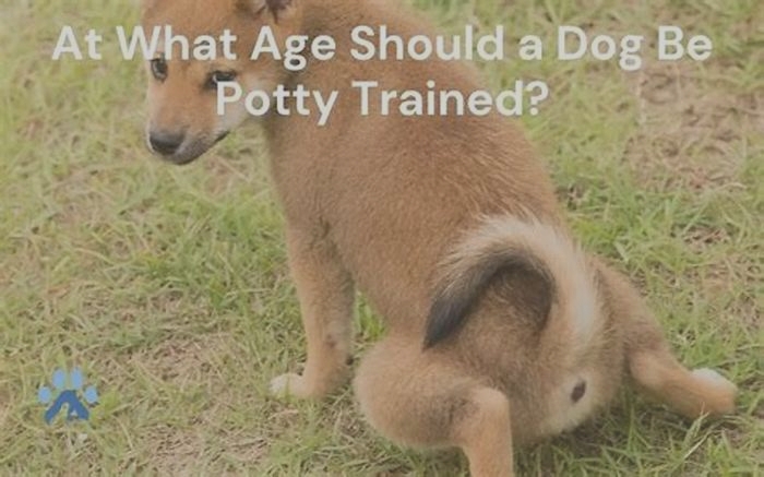 At what age should a puppy be potty trained