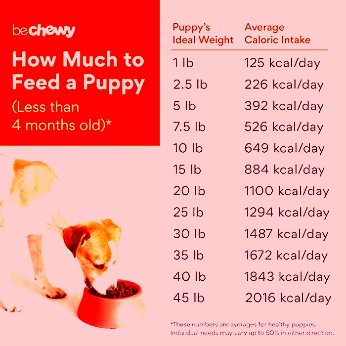 Can 4 week old puppies eat wet food?