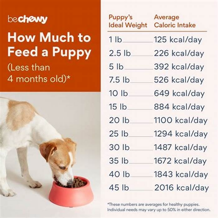 Can I feed my 3 year old dog puppy food?