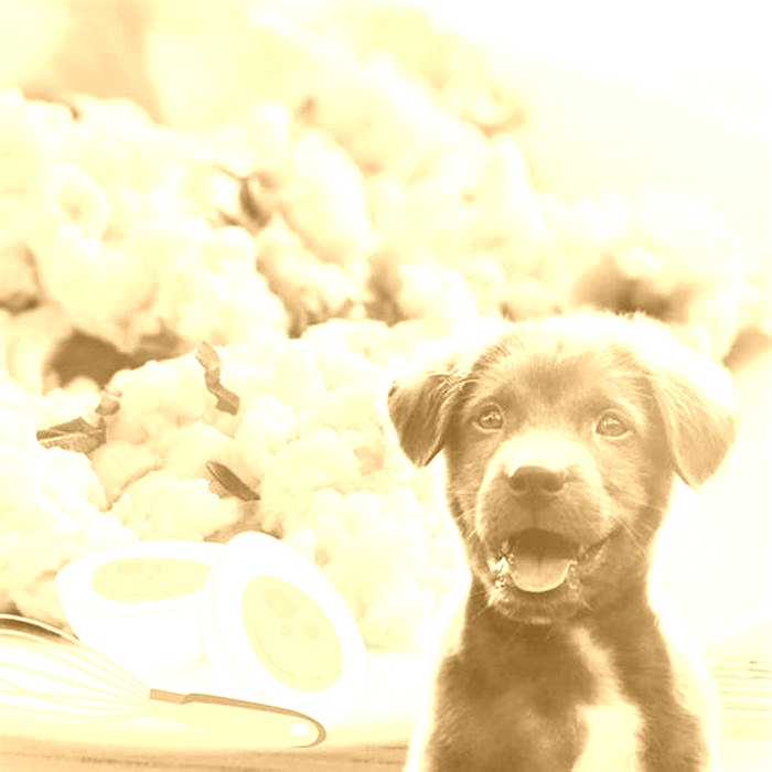 Can I feed my dog scrambled eggs every day?