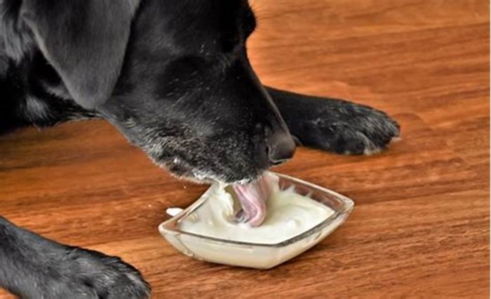 Can I give my dog Greek yogurt as a probiotic