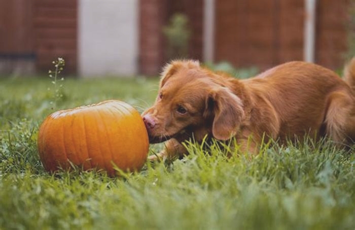 Can I give my dog a spoonful of pumpkin everyday?