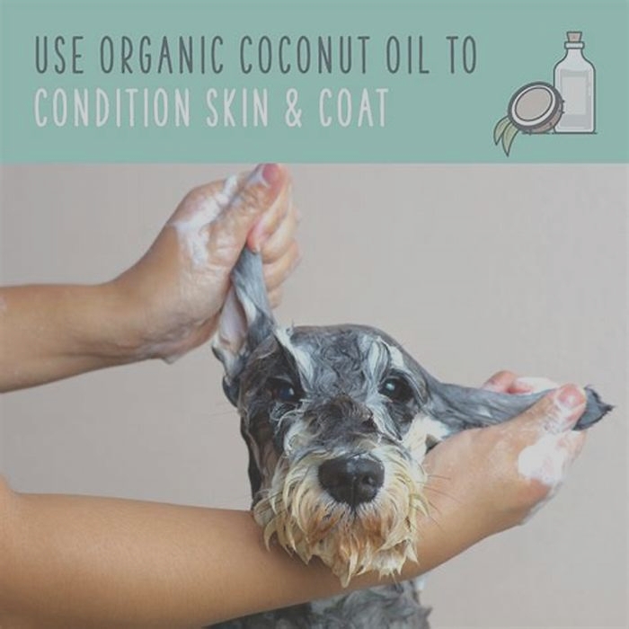 Can I give my dog coconut oil every day