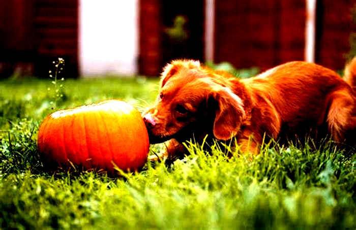 Can I give my dog pumpkin puree everyday