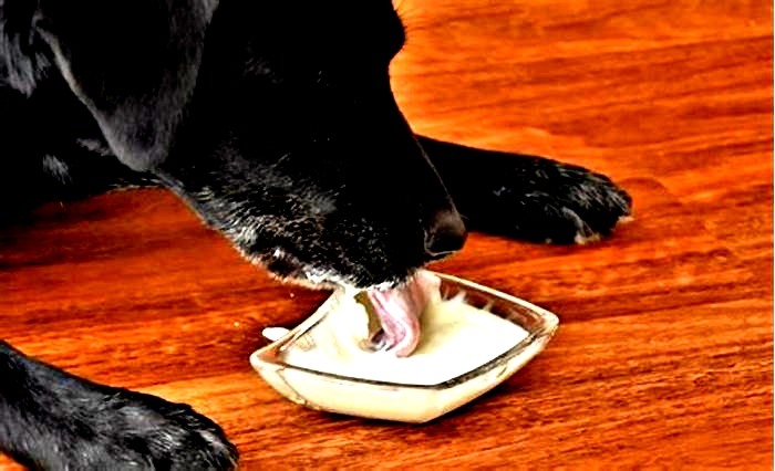 Can I give my dog yogurt as a probiotic