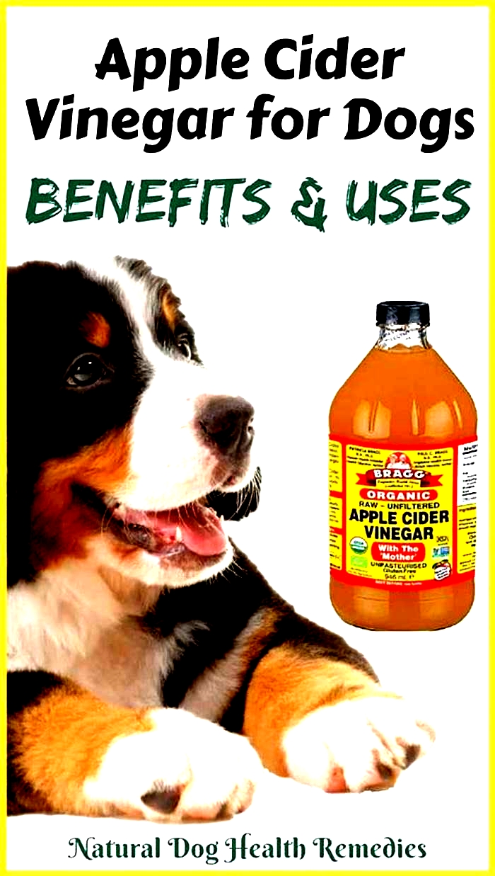 Can I put apple cider vinegar in my dog s food