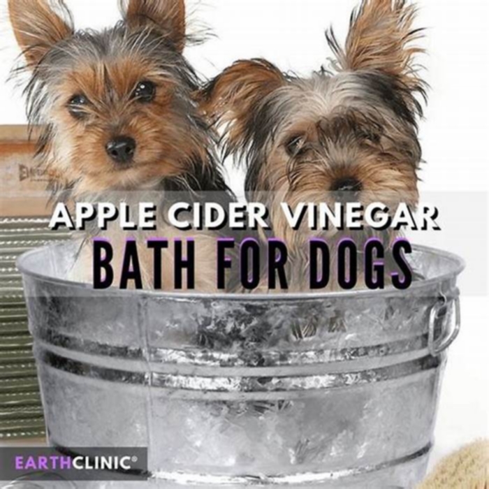 Can I put apple cider vinegar in my dog's water?