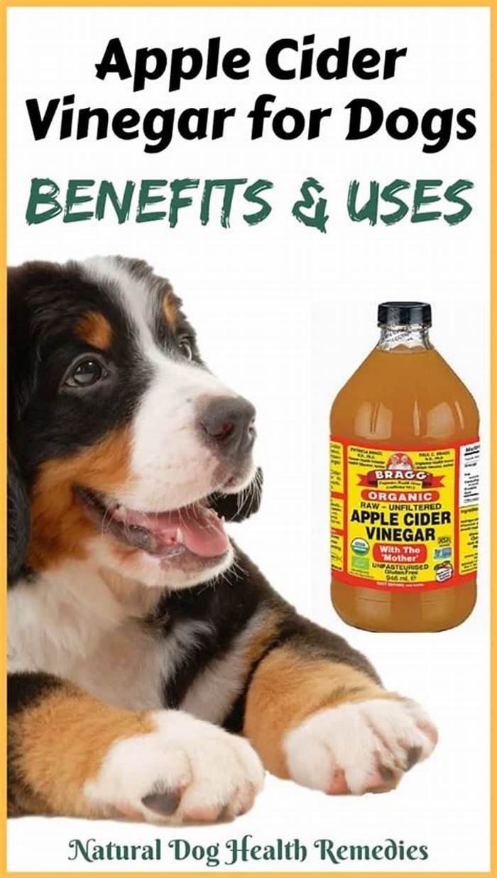 Can I put apple cider vinegar on my dog everyday