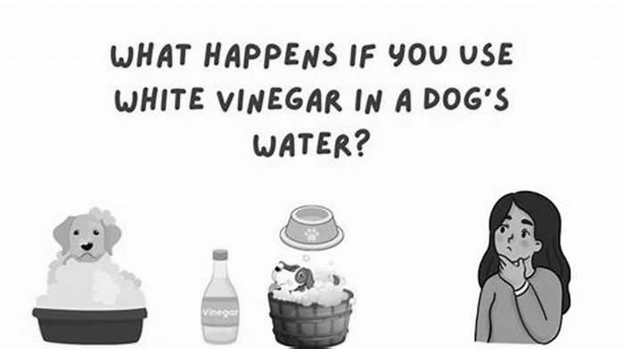 Can I put vinegar in my dogs drinking water?