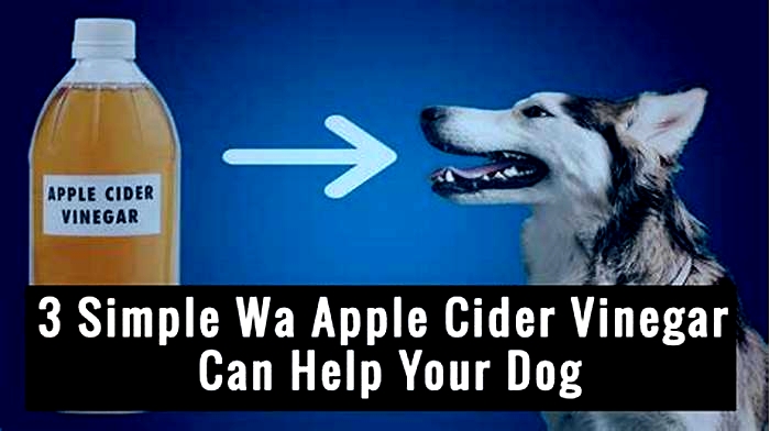 Can I rub apple cider vinegar on my dog