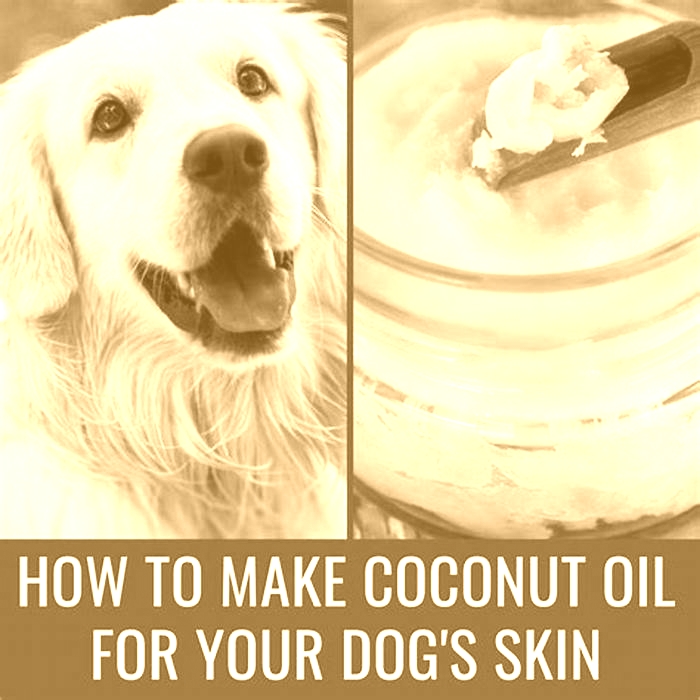 Can I rub coconut oil all over my dog?