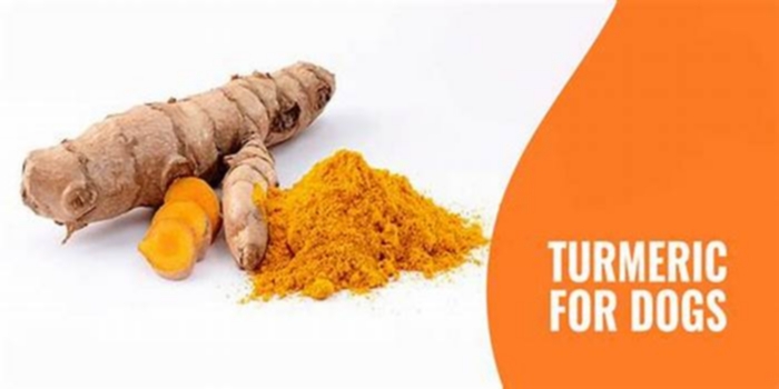 Can I sprinkle turmeric on my dog's food?