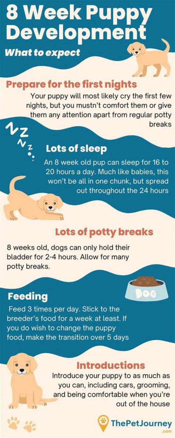 Can I take my 8 week old puppy outside to pee?