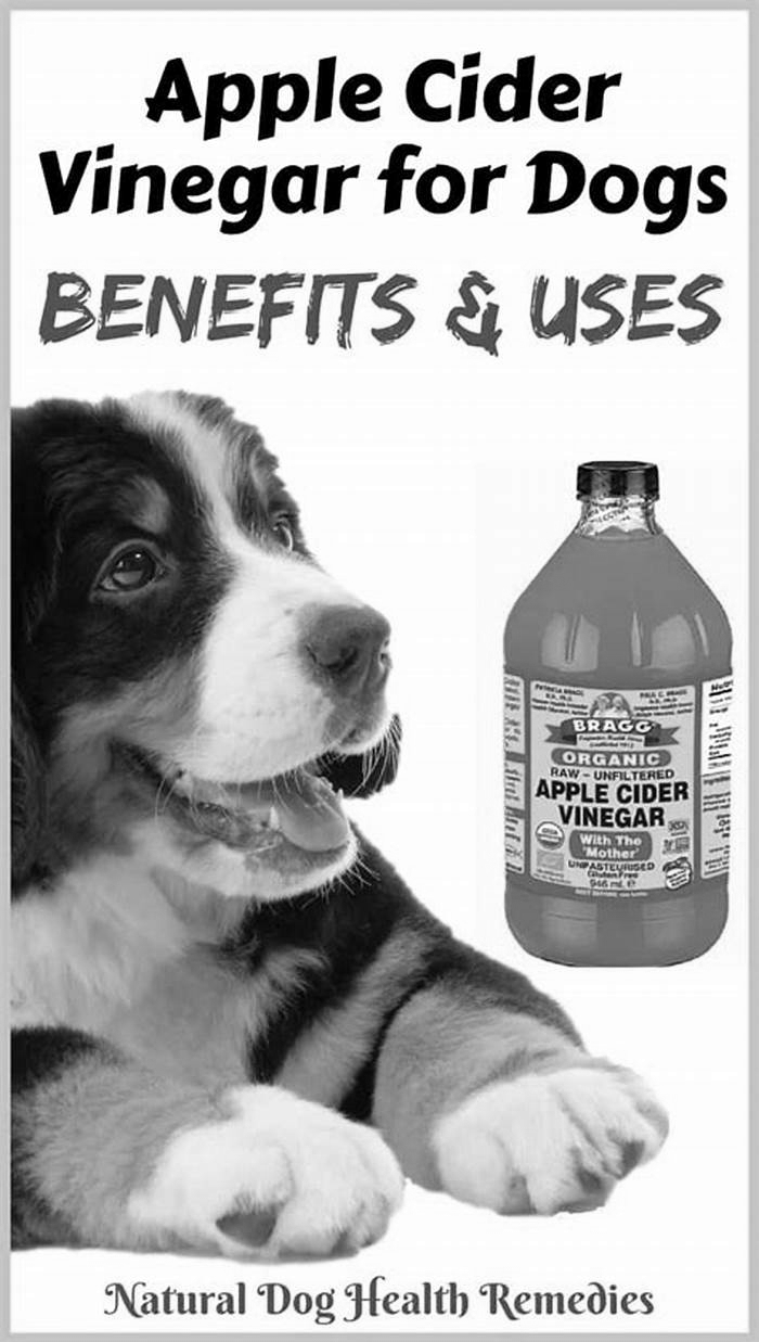 Can apple cider vinegar cure a dog's yeast infection?