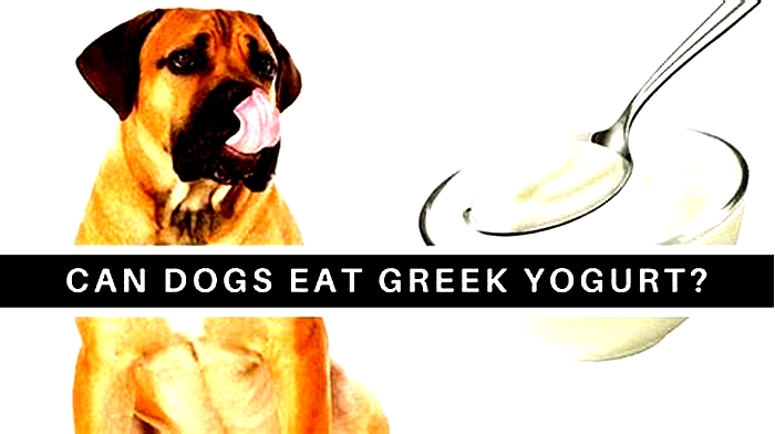 Can dogs eat Greek yogurt every day?