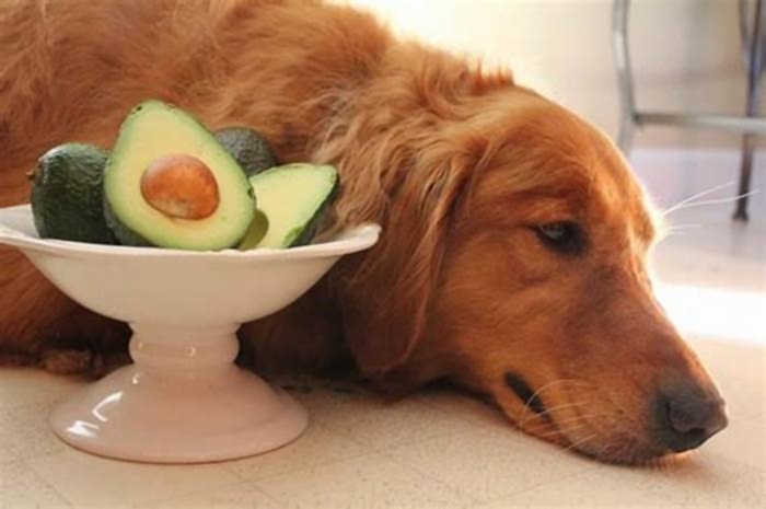 Can dogs eat avocado