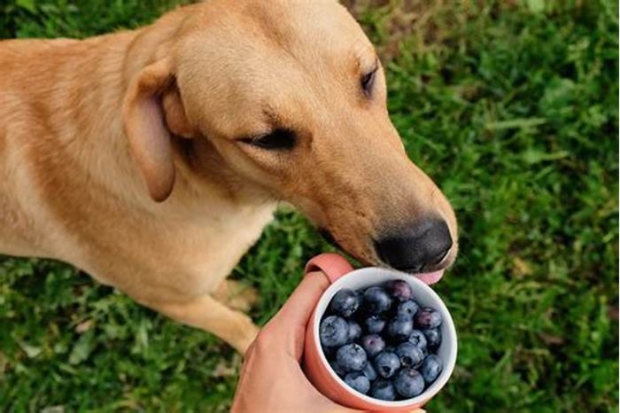 Can dogs eat blueberries and bananas?