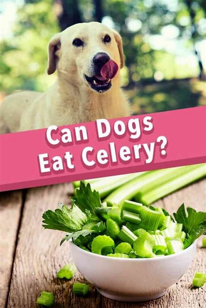 Can dogs eat celery?