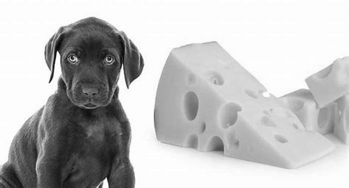 Can dogs eat cheese?