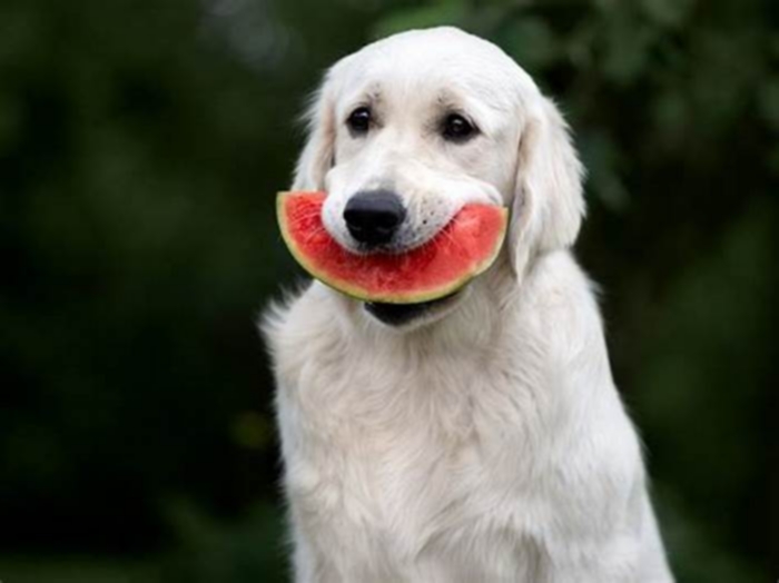 Can dogs eat watermelon?