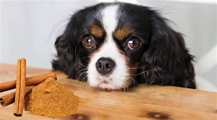 Can dogs have cinnamon