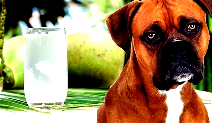 Can dogs have coconut water