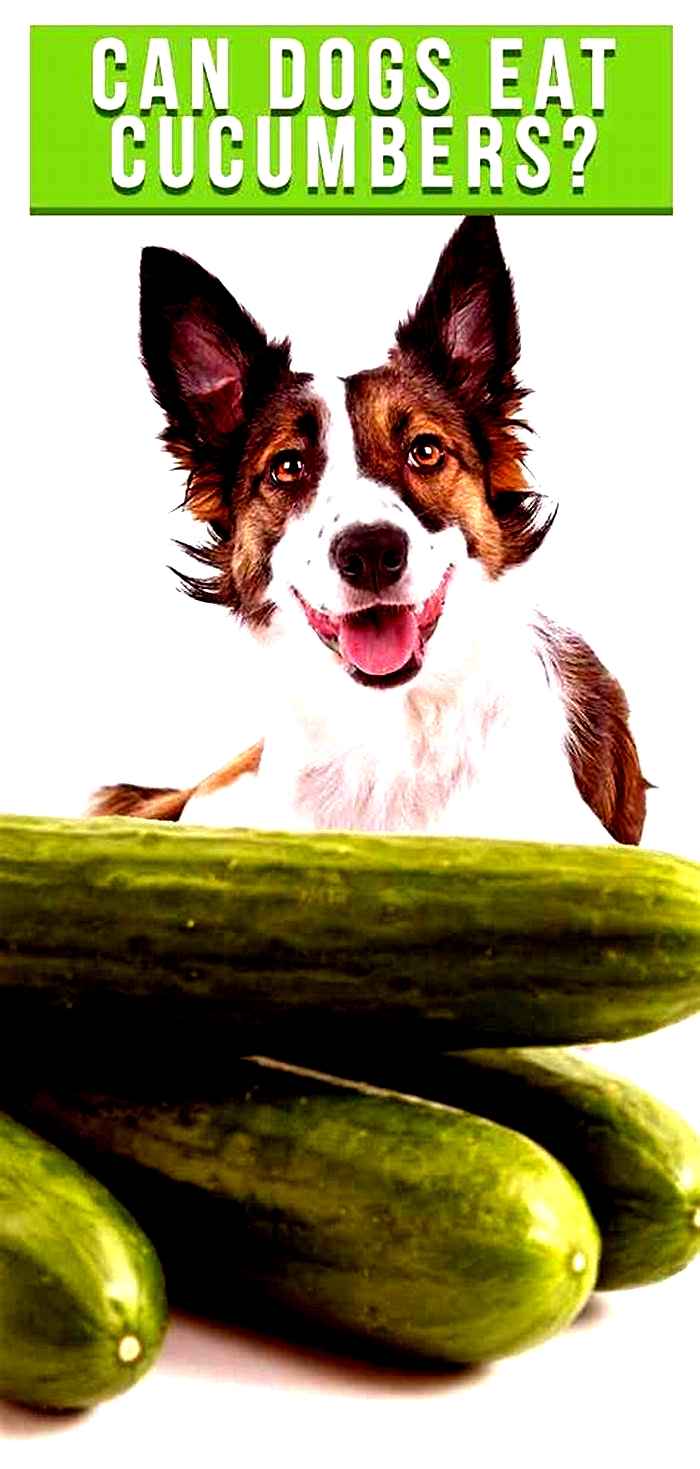 Can dogs have cucumber?