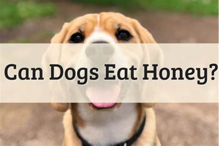 Can dogs have honey?