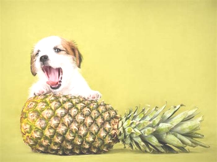 Can dogs have pineapple