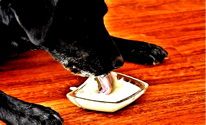 Can dogs have yogurt