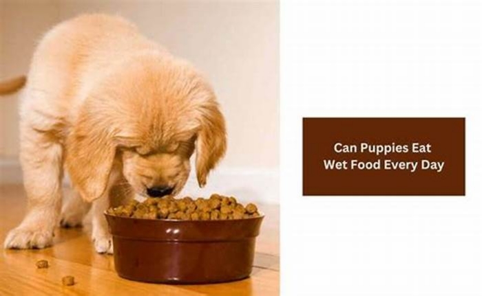 Can puppies eat wet food every day?