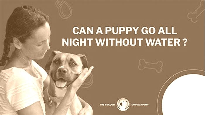 Can puppies go all night without food and water?