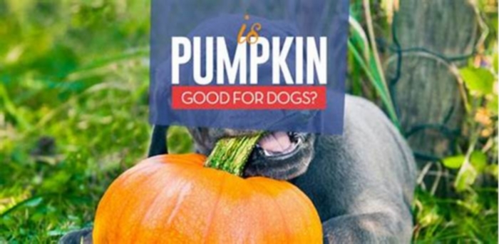 Can too much pumpkin be toxic to dogs?