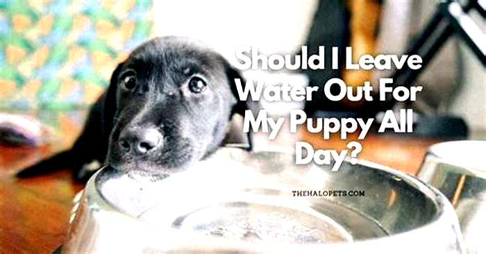 Do I leave water out for my puppy all day?