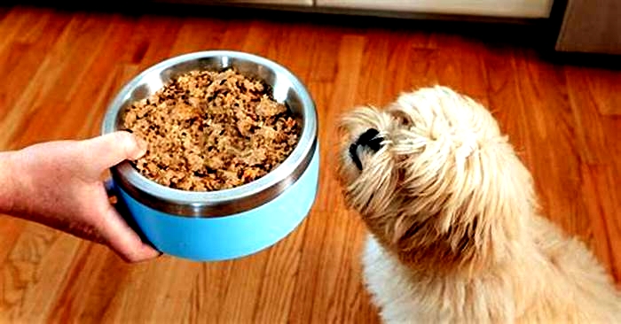 Do I really need to feed my puppy puppy food?