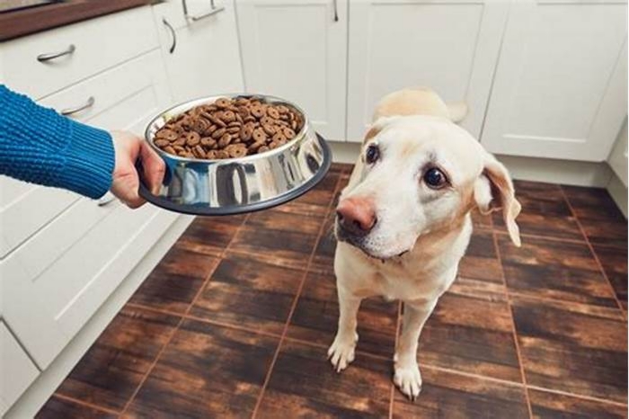 Do dogs need a mix of wet and dry food