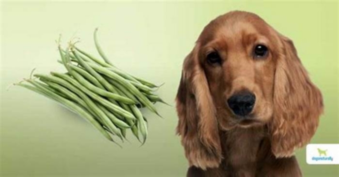 Do green beans cause DCM in dogs?