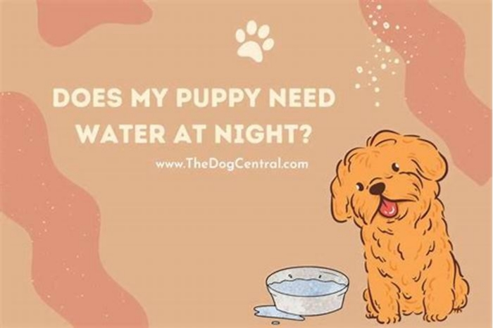 Do puppies Need water at night