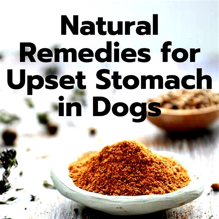 How can I clean my dog's stomach naturally?