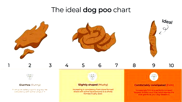 How can I firm up my puppy's poop?