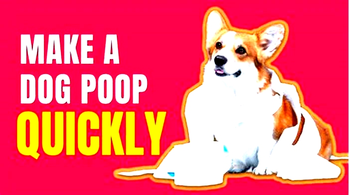 How can I make my constipated puppy poop faster?