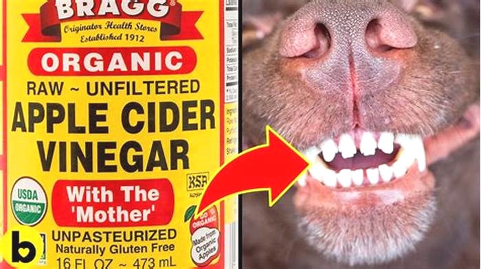 How do I apply apple cider vinegar and water on my dog