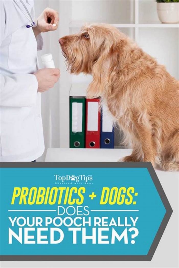 How do I know if my dog needs a probiotic?