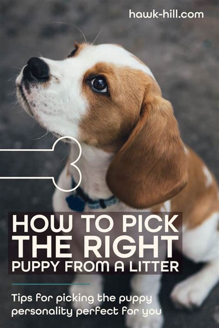 How do I pick the best puppy from the litter