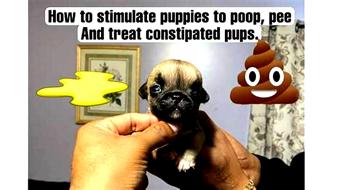 How do you stimulate a puppy to poop