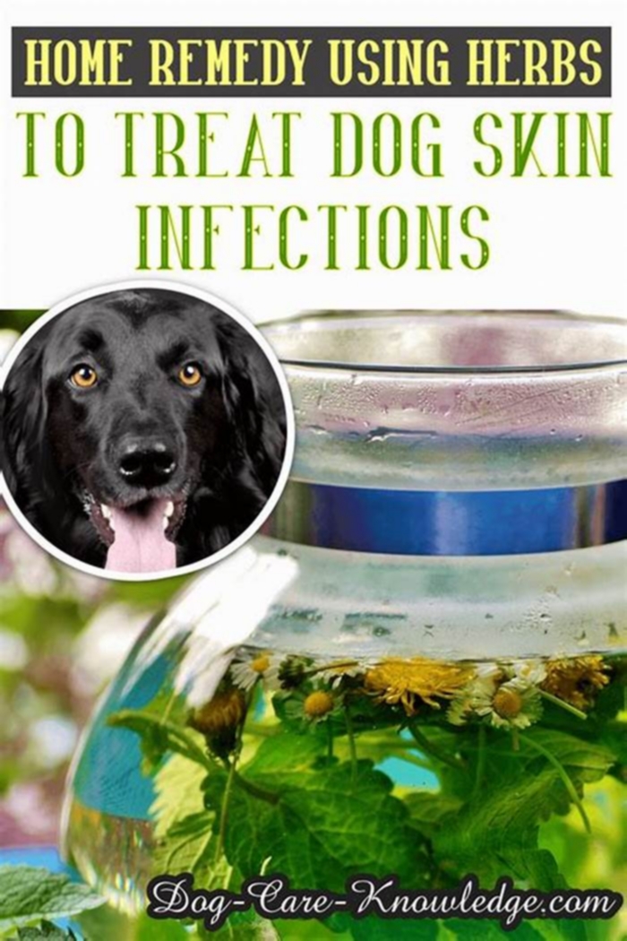 How do you treat a bacterial infection in a dog naturally?